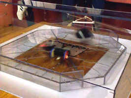 It's Ant Weight Mayhem!